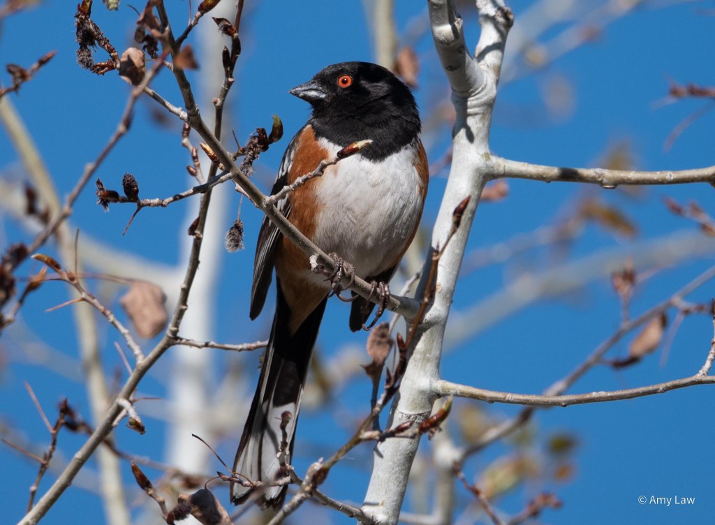 A medium-sized bird sits on the bare branches of a tree just beginning to burst it's buds. The bird has a very deep black, glossy head and beak, and very bright red eyes. Its breast is white with rufous flanks. The underside of its tail is grey.