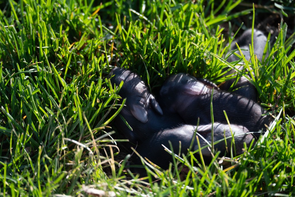 Lush green grass hides four tiny grey cottontail bunnies. They are absolutely still as they wait for their mother to return.