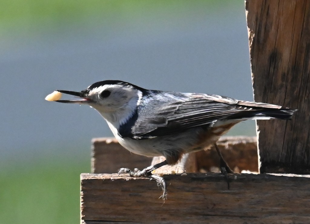 A small bird with black wings and a black stripes running down the top of it's white head has a sunflower chip in it's beak. You can see it's tongue behind the chip.