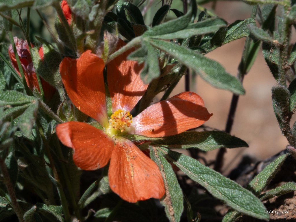 Many orange anthers are surrounded by five bright red petals.
The leaves around the flower are palmate -- they come from a central point. They have hairs on them to minimize water loss. The entire plant is only about four inches tall.