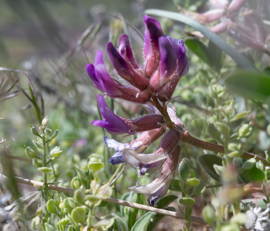A sweep of purple flowers line up on a single stem, the newest ones at the top, older ones fading at the bottom. The flowers are asymmetrical, with two fuse petals on the upper part of the flower and two fuse