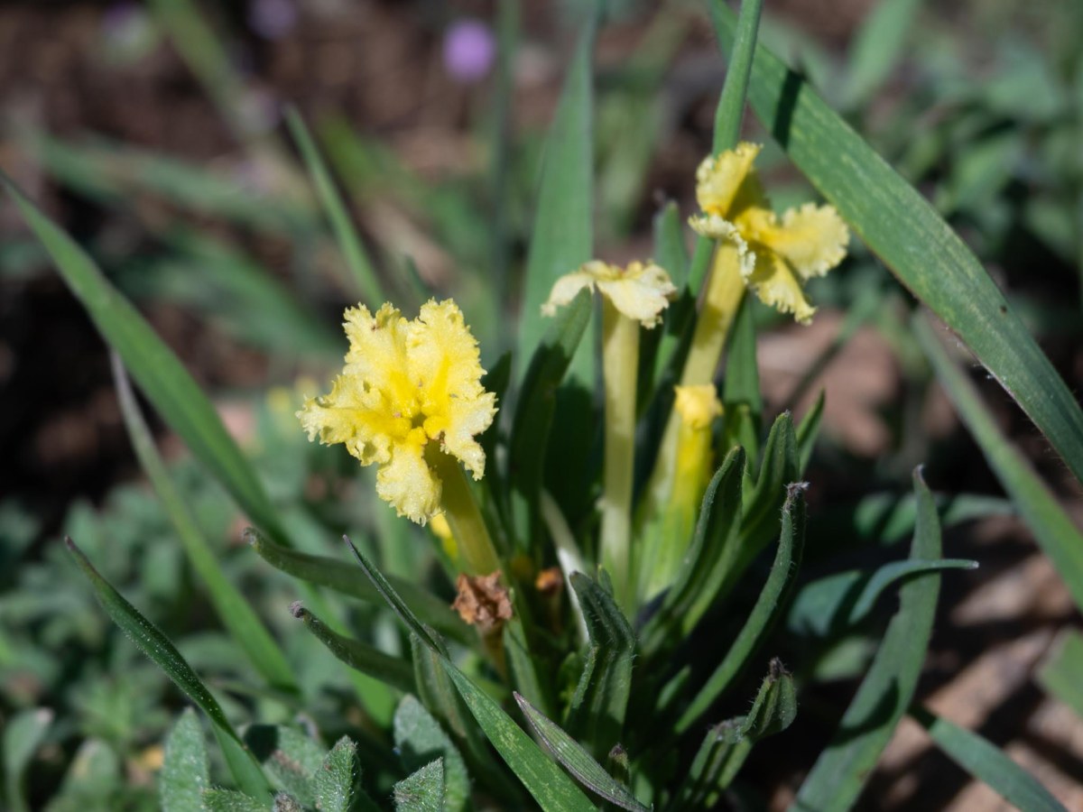 Early Flowers Along the Front&nbsp;Range