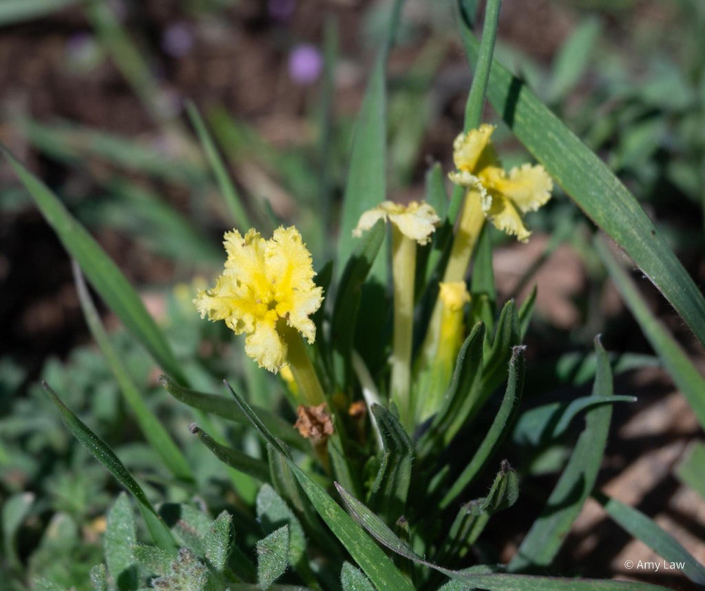 Early Flowers Along the Front&nbsp;Range