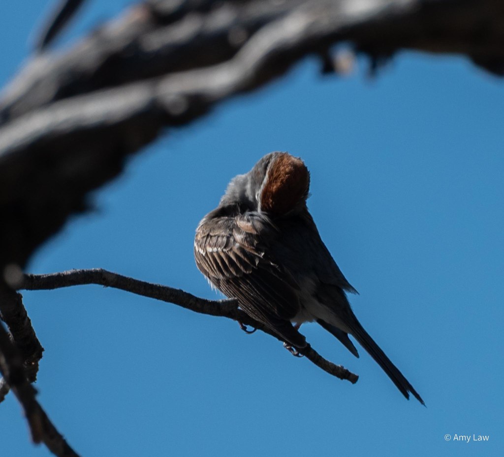 Small grey bird with a brown head is preening it's chest feathers.