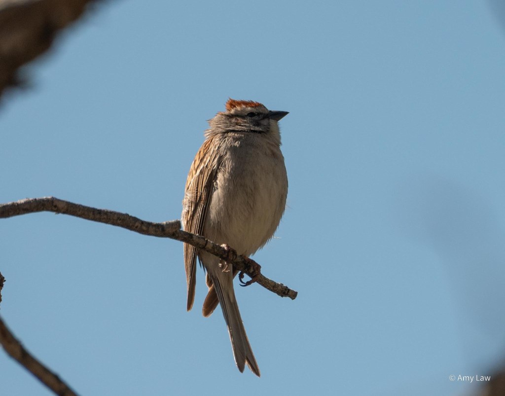 Small grey bird with a black beak and a russet crown perches on a twig. The wind has blown the feathers on the bird's crown straight up.