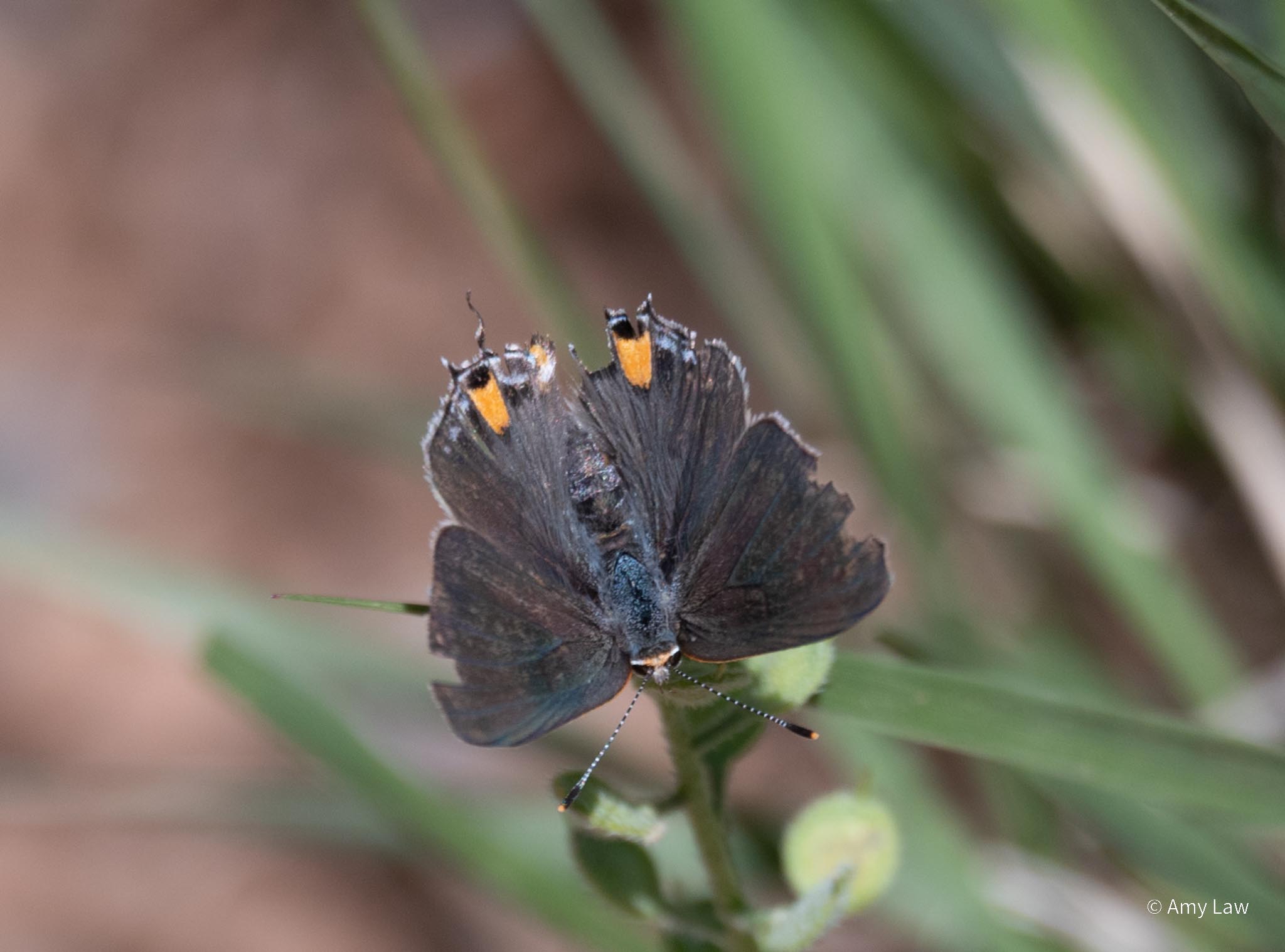 small grey butterfly with orange and black markings  -- a gray hairstreak -- sits on a plant.