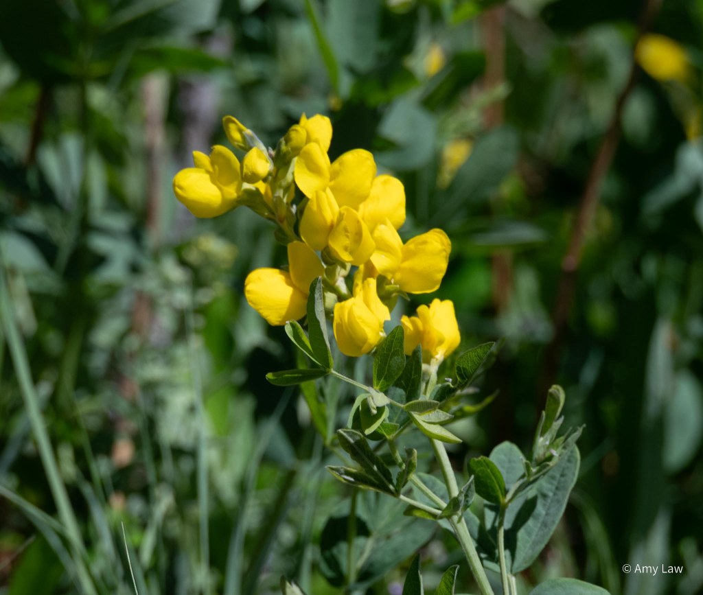Big bright yellow flowers on top of a robust plant. The leaves each have three leaflets in a palmate orientation.