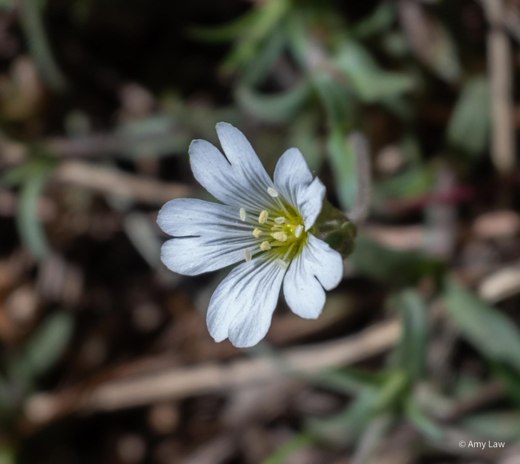 A delicate five petaled flower. The petals are white with dark lines running towards the center of the flower. Each petal is split about a quarter of the way down, to give them a "mouse-eared" look.