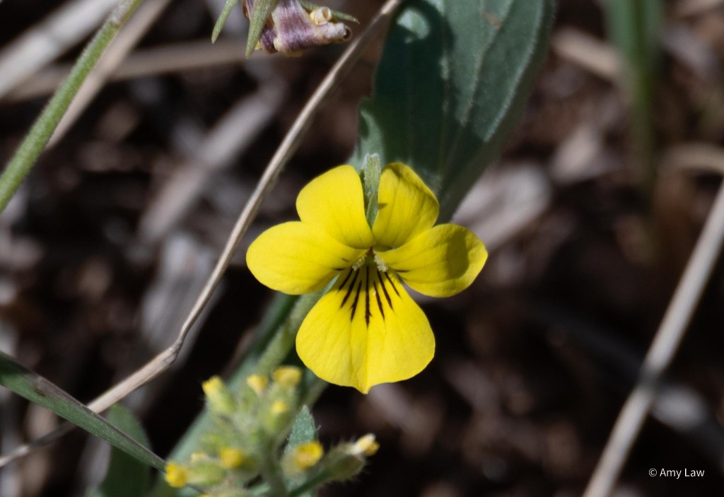 Small yellow flower has five petals. The top four are about the same size and are evenly spaced. But the bottom petal is twice the width of any of the others, and it has dramatic deep purple lines leading into the center of the flower, pointing the way for insects to find the nectar within. If you look closely, two of the upper petals have brushes with which to deposit pollen on the visiting insects.