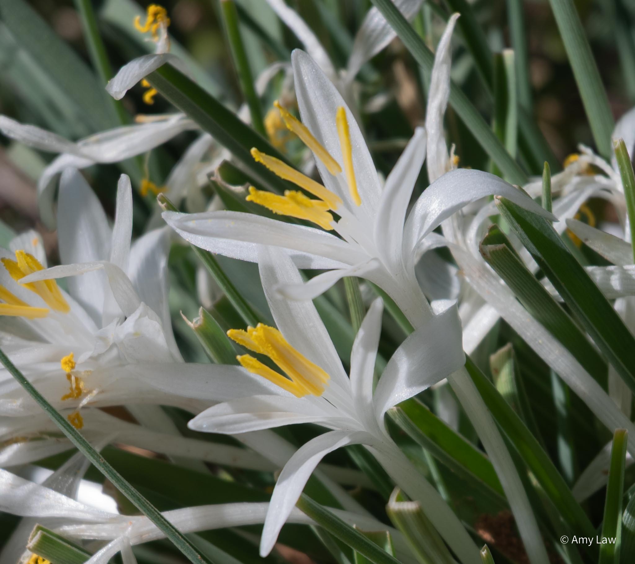 Blindingly white flowers with pure yellow anthers arc thorugh green leaves.