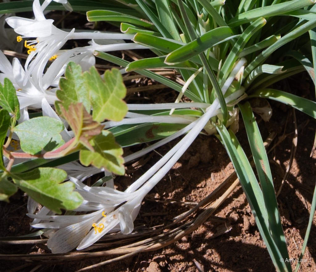Blindingly white flowers with pure yellow anthers arc thorugh green leaves. The calyx tube from the petals to the base of the plant is four inches long.