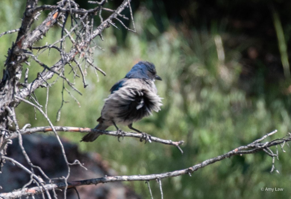 A bird with a medium blue head, white chest feathers and black bill is perched on a twig.
A blast of wind has blown all the bird's belly feather askew.