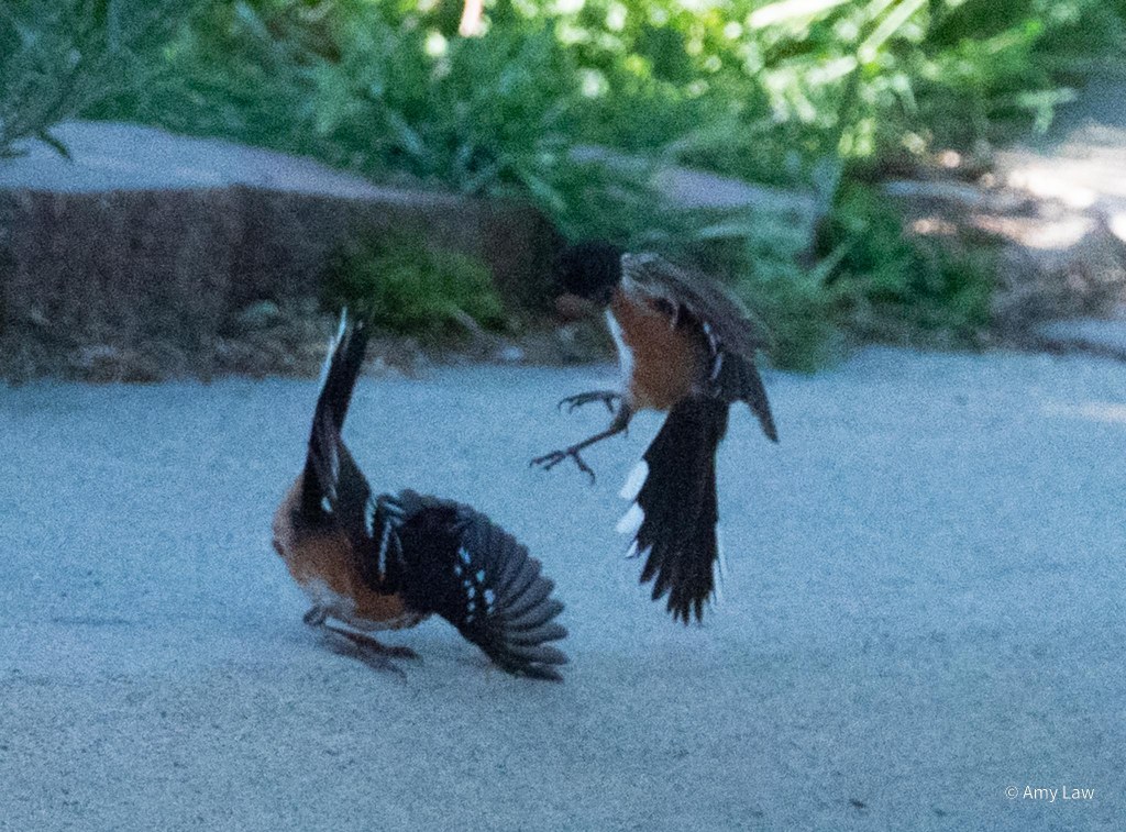 Two spotted towhees are engaged in a territorial tiff on the sidewalk of a suburban street.  The action is in the shade, but the backdrop is of a garden half in the sun.
Spotted towhees have black hoods, beaks, backs and wings. The wings and outer corners of their tails have white spots. Their sides are rust red with white chests. 

The bird on the left is in a deep bow. His left wing in spread in front of him, his right is in the air and his tail is stiffly straight up in the air. 
The bird on the right has leaped into the air. His legs are partially extended as he comes down in what looks like a flying body slam.