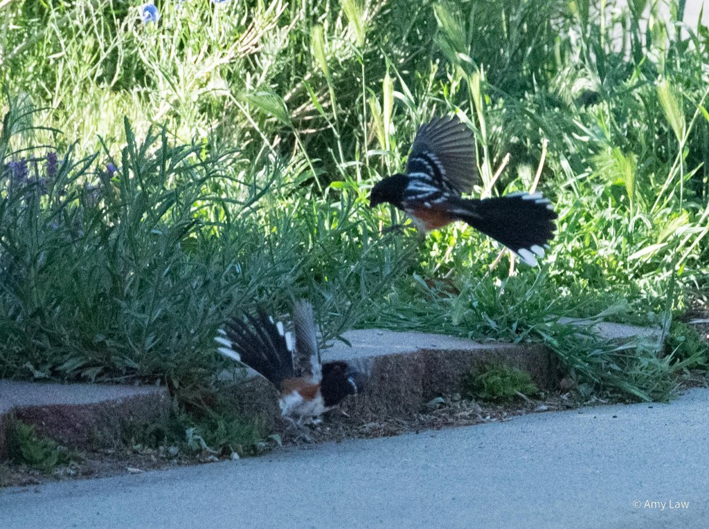 Two spotted towhees are engaged in a territorial tiff on the sidewalk of a suburban street. The action is in the shade, but the backdrop is of a garden half in the sun.
These two males have leaped into the air. The lower bird has it's wings and tail spread wider than ever.  
The upper bird is slightly facing away from us. His wings are back and his tail is spread. His legs are partially extended as if to claw the lower bird.
Spotted towhees have black hoods, beaks, backs and wings. The wings and outer corners of their tails have white spots. Their sides are rust red with white chests. 