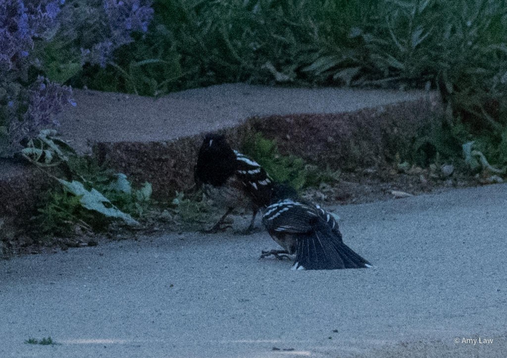 Both male towheess are on the ground. One is facing us, standing tense but in a normal position.
The other has his back to us, his black tail pressed stiff into the concrete. The white corners are just visible. 

Spotted towhees have black hoods, beaks, backs and wings. The wings and outer corners of their tails have white spots. Their sides are rust red with white chests. 
