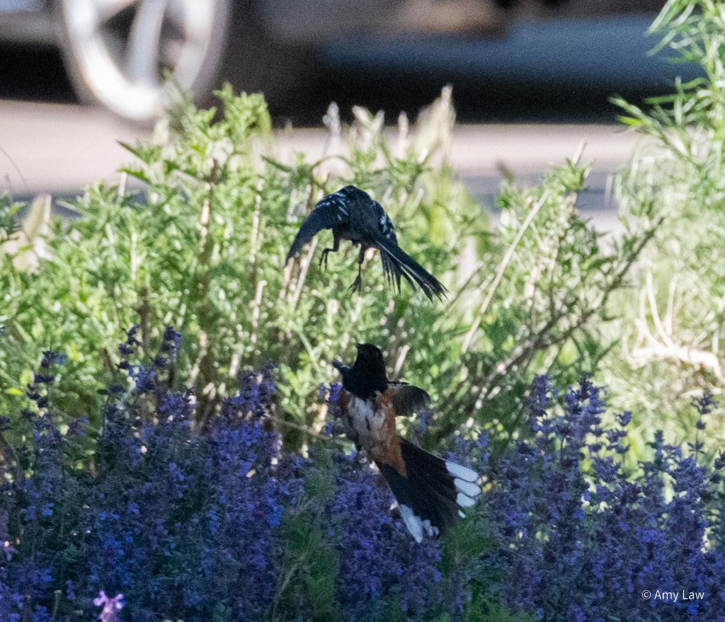 Two spotted towhees are engaged in a territorial tiff.  The action is in the shade, but the backdrop is of a garden half in the sun.
These two males have leaped into the air. the closer bird has his back to us and is higher. His legs are partially extended in attack.
The lower bird is facing us. His wings are back and his tail is skewed to the side. 
Spotted towhees have black hoods, beaks, backs and wings. The wings and outer corners of their tails have white spots. Their sides are rust red with white chests. 