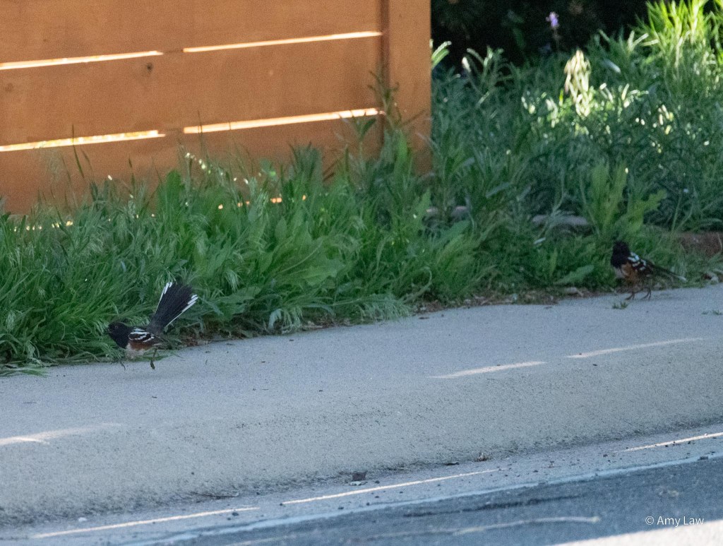 Territorial tiff between the two spotted towhees is over. Both males are on the ground. The loser is running away from the winner, his black tail held stiff and high to display the white edges.

Spotted towhees have black hoods, beaks, backs and wings. The wings and outer corners of their tails have white spots. Their sides are rust red with white chests. 