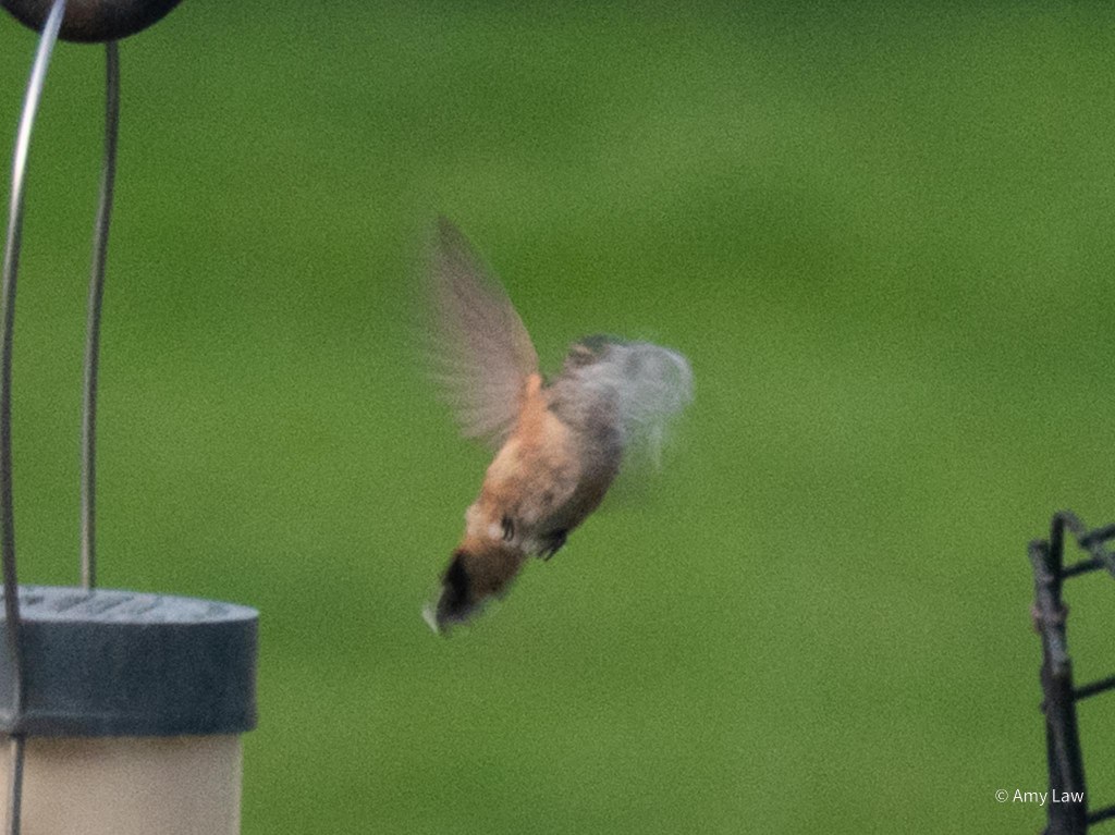 Female broad-tailed hummingbird has a beak-full of dog hair as she backs away from a cage of nesting material. She has a green head and speckled throat, white chest and rust sides. Her underwings and under tail are light gray.  You can see her little feet hanging beneath her, but her face is hidden behind the fur. 
The background is verdent green.