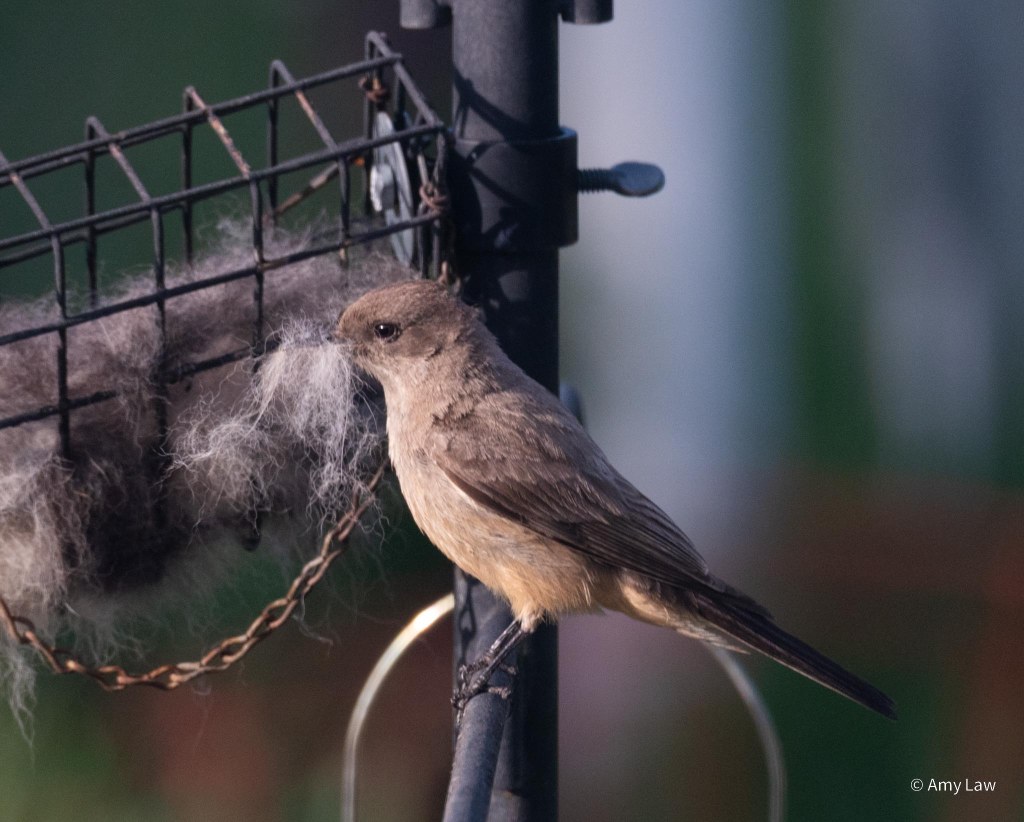 Say's Phoebe at a backyard bird feeder station. The Phoebe is perched on an arm of the feeder tree. Behind it is a wire cage with hair in it. 
Say's Phoebes are medium sized perching birds, with grey-ish tan heads and backs, with a paler breast grading into a reddish belly. Their beaks, eyes and feet are all black.
In this shot, the phoebe has a karge mouthful of hair.