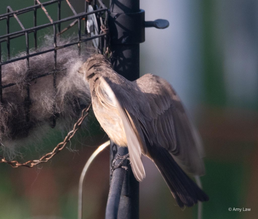 Say's Phoebe at a backyard bird feeder station. The Phoebe is perched on an arm of the feeder tree. Behind it is a wire cage with hair in it. 
Say's Phoebes are medium sized perching birds, with grey-ish tan heads and backs, with a paler breast grading into a reddish belly. Their beaks, eyes and feet are all black.
The Phoebel is stretching back to the wire cage of dog hair to grab another hunk. Its wings are partially spread to help it keep its balance.