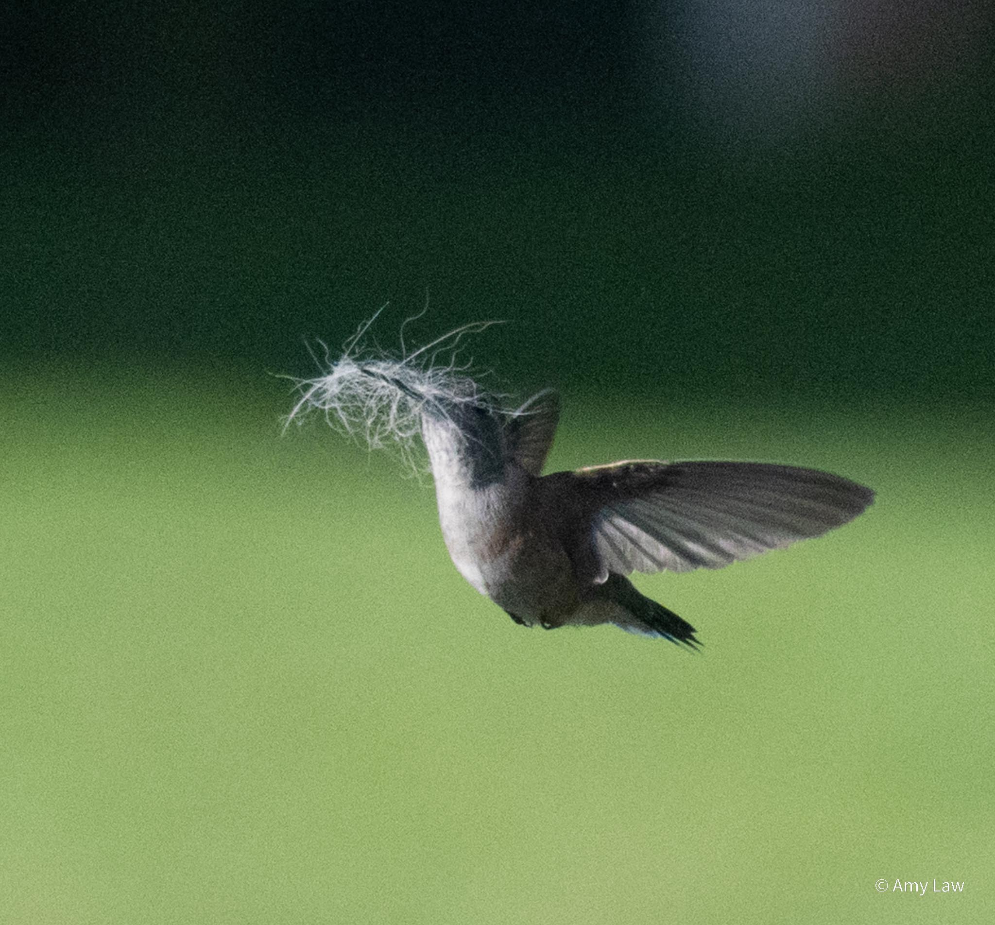 A hummingbird flies off with a beak-full of hair for its nest.