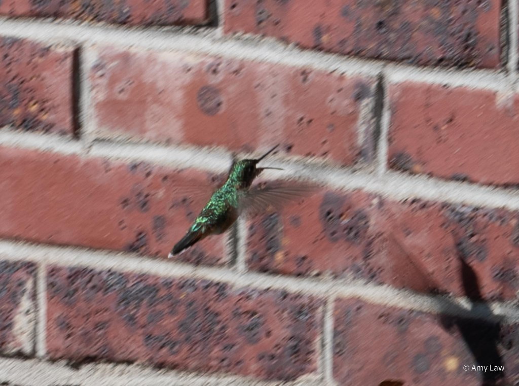 An iridescent-green hummingbird is caught in mid-flight, her wings sweeping forward in a blur. Her straight beak is flexed open so widely that it has bent a little bit to catch gnats unseen by the camera. The background is redbrick of a suburban house.