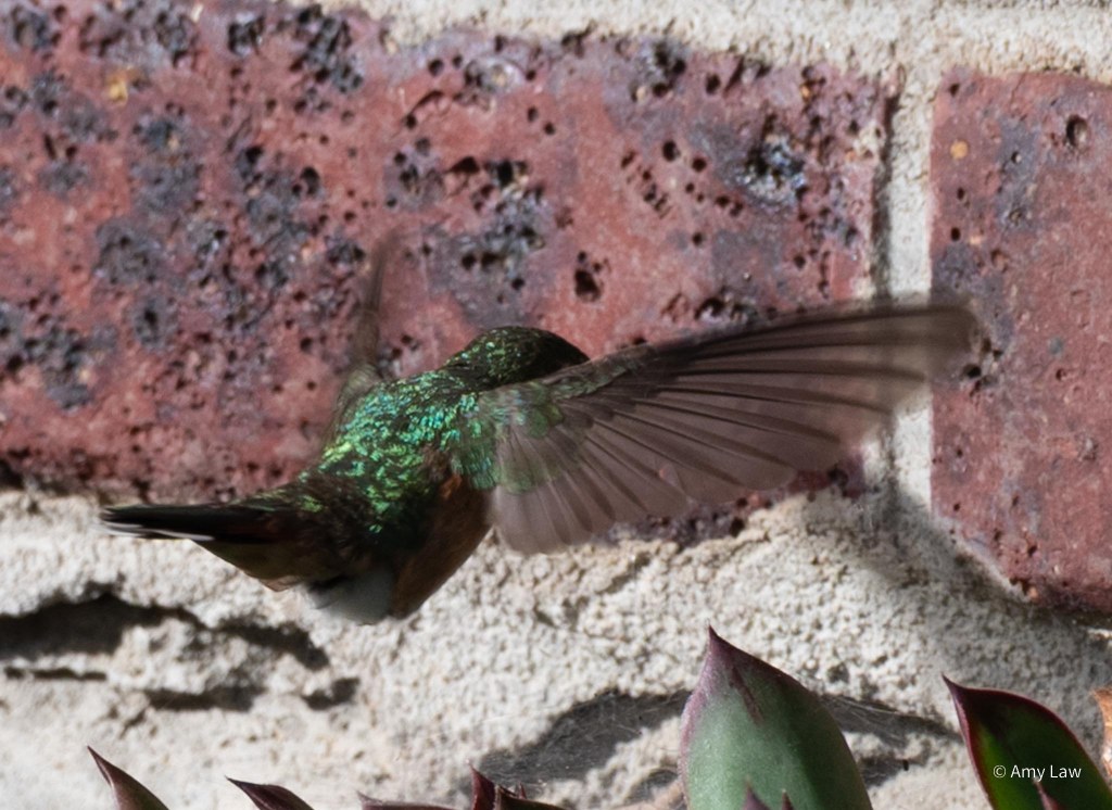 An iridescent-green hummingbird is caught in mid-flight, her frozen as they change direction. Her tail is flipped up. The background is redbrick of a suburban house.