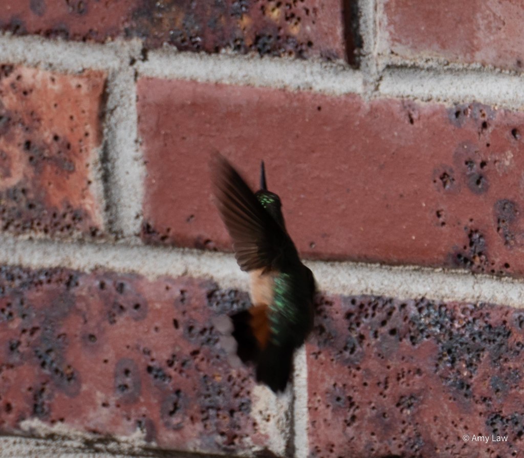 An iridescent-green hummingbird is caught in mid-flight, her wings a blur. She has piroutted to face the brick, her tail skewed to the side. The effect one of extremely quick motion. Her straight beak is shut as she hunts gnats unseen by the camera. The background is redbrick of a suburban house.