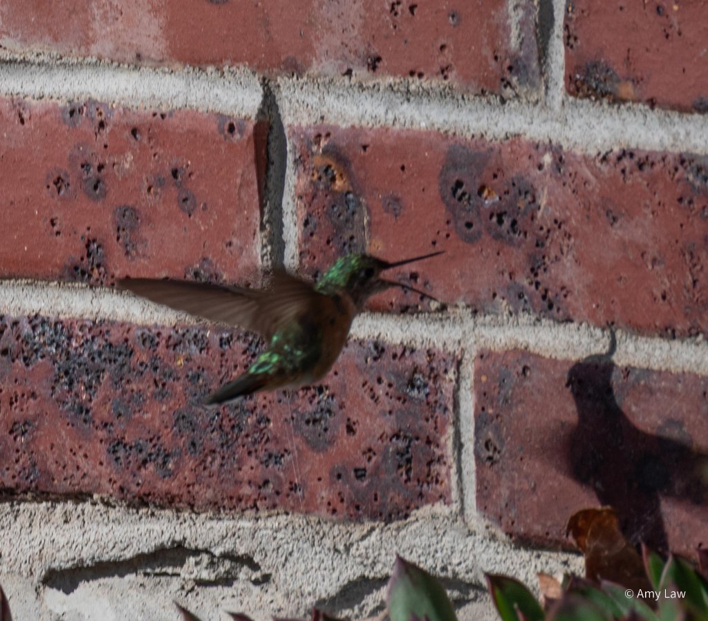 Hummingbird Hawking Gnats