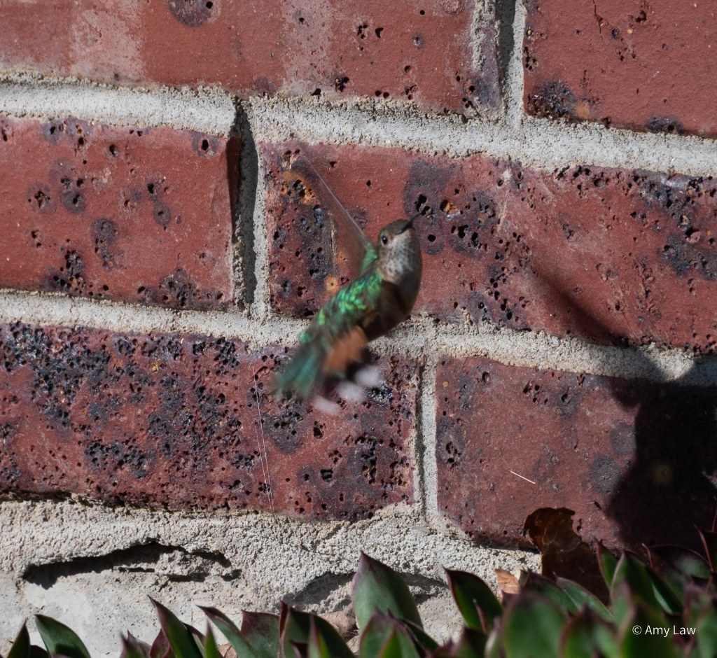 An iridescent-green hummingbird is caught in mid-flight, her wings a blur. She is turning so she faces us, the effect one of extremely quick motion. Her straight beak is shut as she hunts gnats unseen by the camera. The background is redbrick of a suburban house.