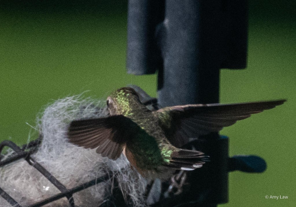 A hummingbird with russet on either side of her white breast, and irridescent green from her head all the way down her back, is trying to pluck fur from a wire cage. She has gone back for more, pulling out a big tuft of fur.
