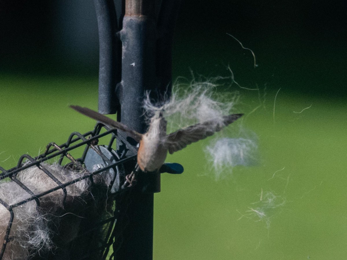 Hummingbird Nesting Material