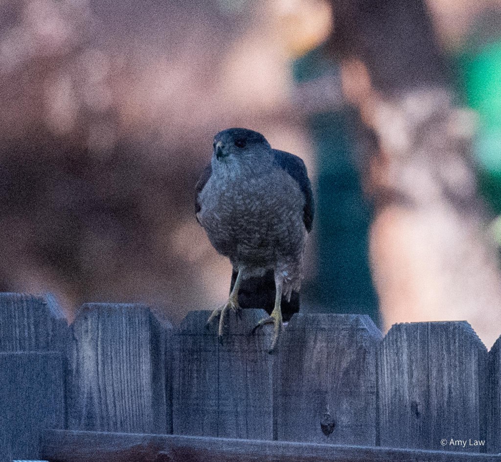 Low dawn light. The hawk has completely turned around on a wooden picket fence. She Is gathering herself for launch.