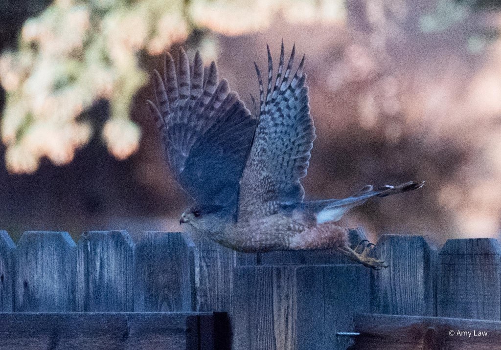 Insomnia has it’s advantages…