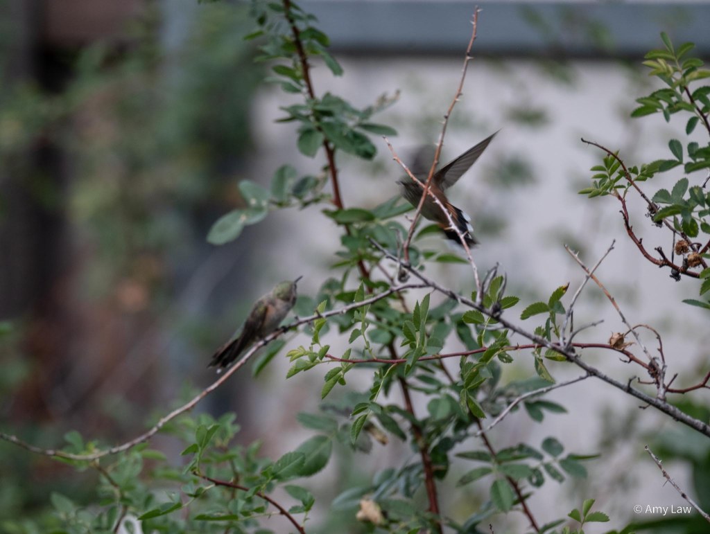Two hummingbirds stare at each other above a thicket of rose bushes. The one perched closest to the view is a broadtailed; the one behind it is obscured by a rose twig, but has a green head, and possibly more rufous along its sides.