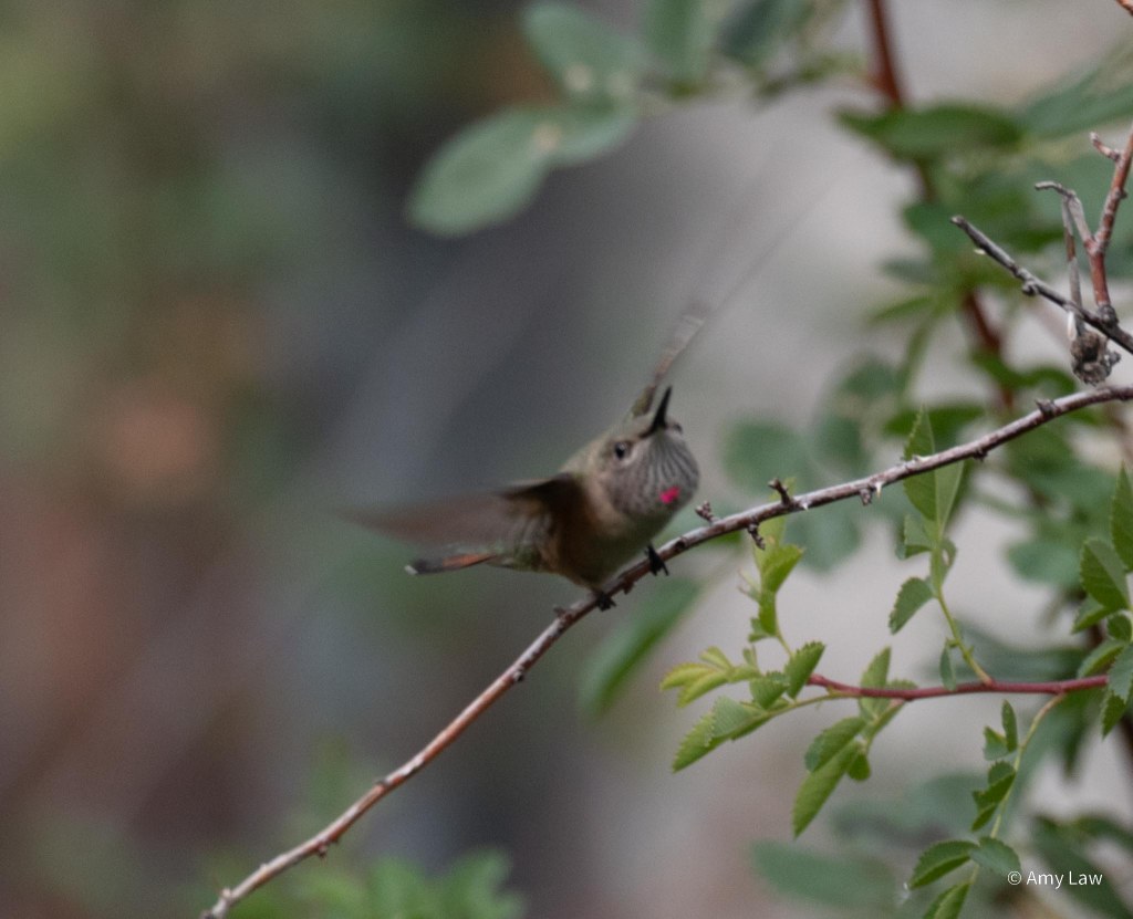 A medium-sized hummingbird lifts off from a twig. Amid the green rays on it;s white throat is one isolated patch of iridescent red -- this is a juvenile male.