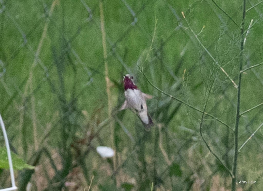 A hummingbird hovering in the garden. The small bird has magenta covering it's throat -- only male Calliope hummingbirds have this.