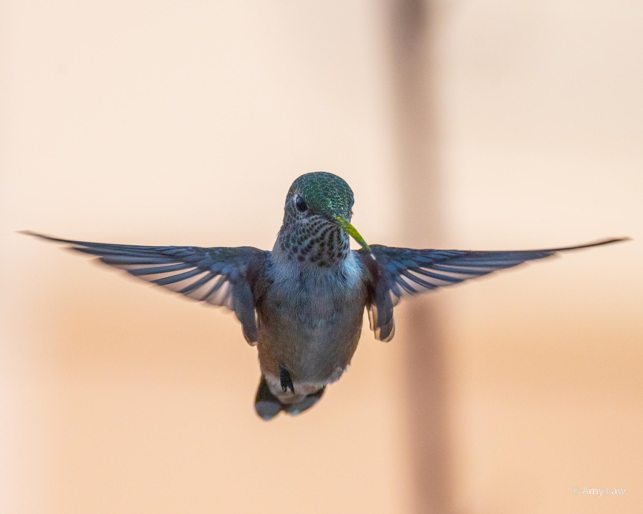 A hummingbird faces the viewer. Its wings are fully extended, as are feathers in its "armpits" acting as air breaks.