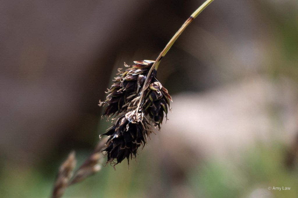 Close-up of the seed head of the grass-like plant.