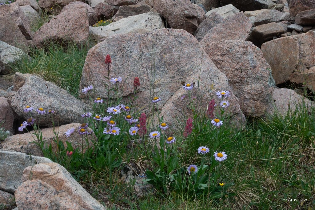 Tall plants with red heads are mixed with the lavender-colored daisies in front of boulders the size of a Volkswagen bug.