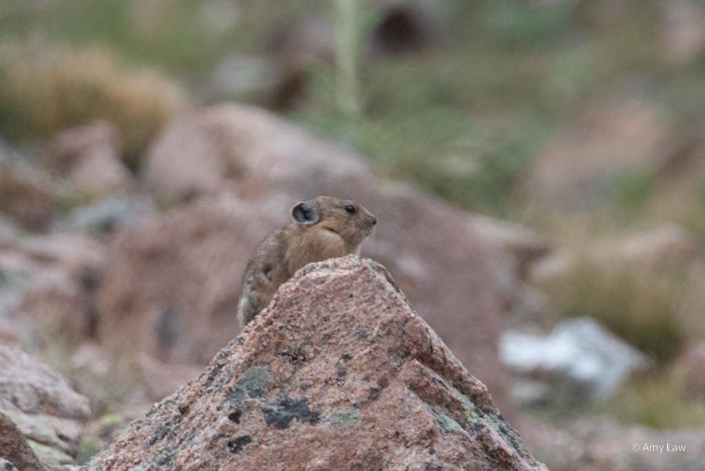A small rodent-like rabbit-relative perching on a triangular rock.