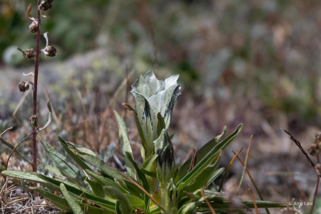 A ground-hugging plant with long thin leaves has a big white-with-blue-accents cup-like blossom rising form the middle of it.