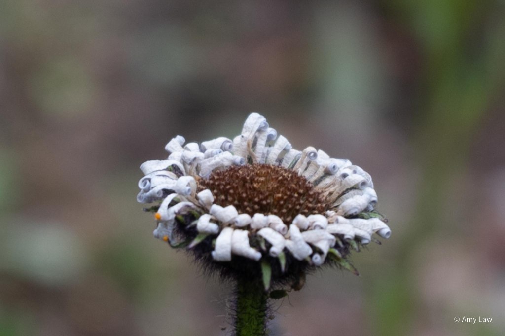A sunflower-type plant a little past its prime -- its disk flowers are brown and its once-white ray flowers are turning blue-gray and curling in on themselves.