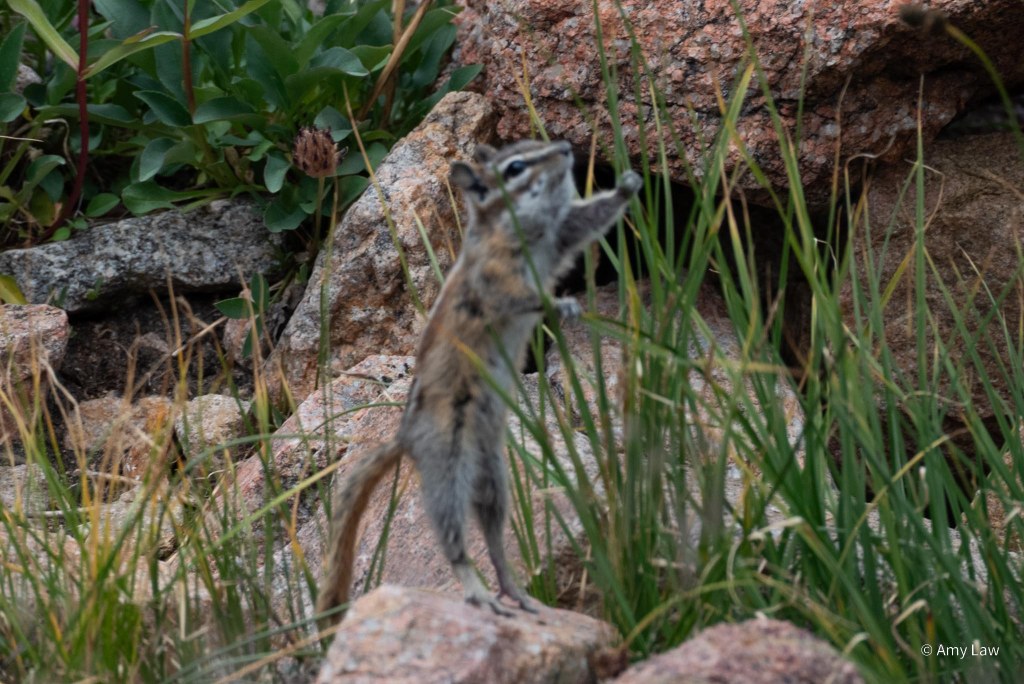 A small rodent with stripes on its face stands on a flat rock to stretch its full length and grab the upper part of a grass-like plant while grasping another blade for balance. The effect is surprisingly human.