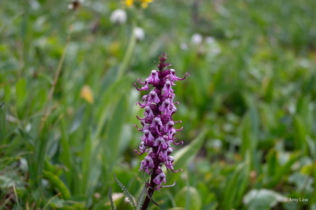 A spike of purple flowers. Each flower looks like an elephant's head, complete with big floppy ears and a twisting trunk.