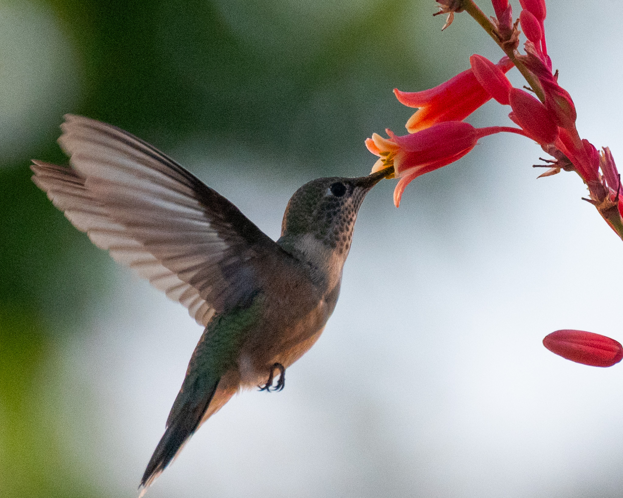 A hummingbird hovers in front of a red flower, sucking up the nectar. Its wings are fully extended behind it.