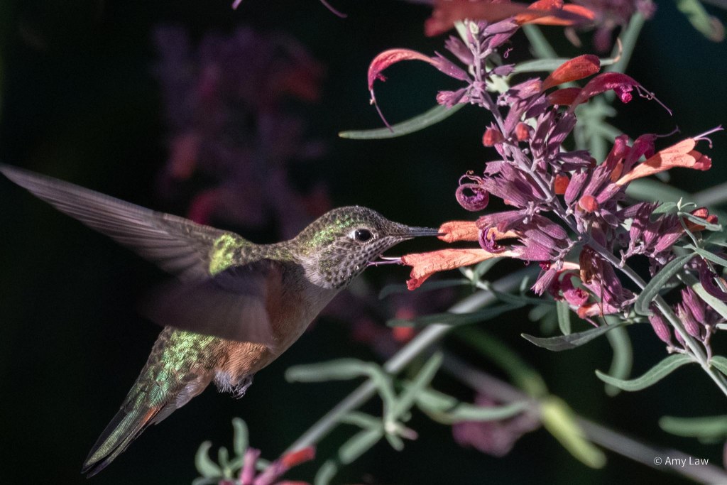 Iridescent green-backed humming bird with rust-red sides and green dotted gorget around it's throat is hovering in front of a closed red tubular flower. But the hummer's beak is half hidden by the flower.