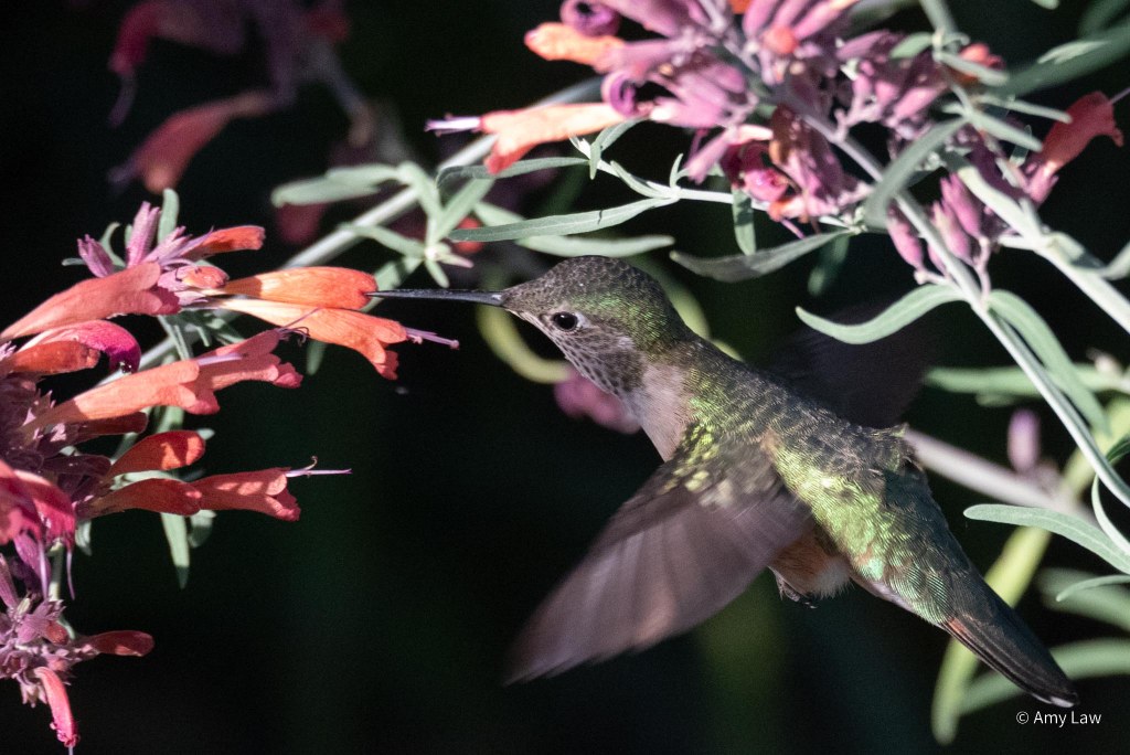 Iridescent green-backed humming bird with rust-red sides and green dotted gorget around it's throat is hovering in front of  closed red tubular flower. Its beak is pressing against the end of the unopened flower. There is a distinct dimple where the beak is pushing in.
