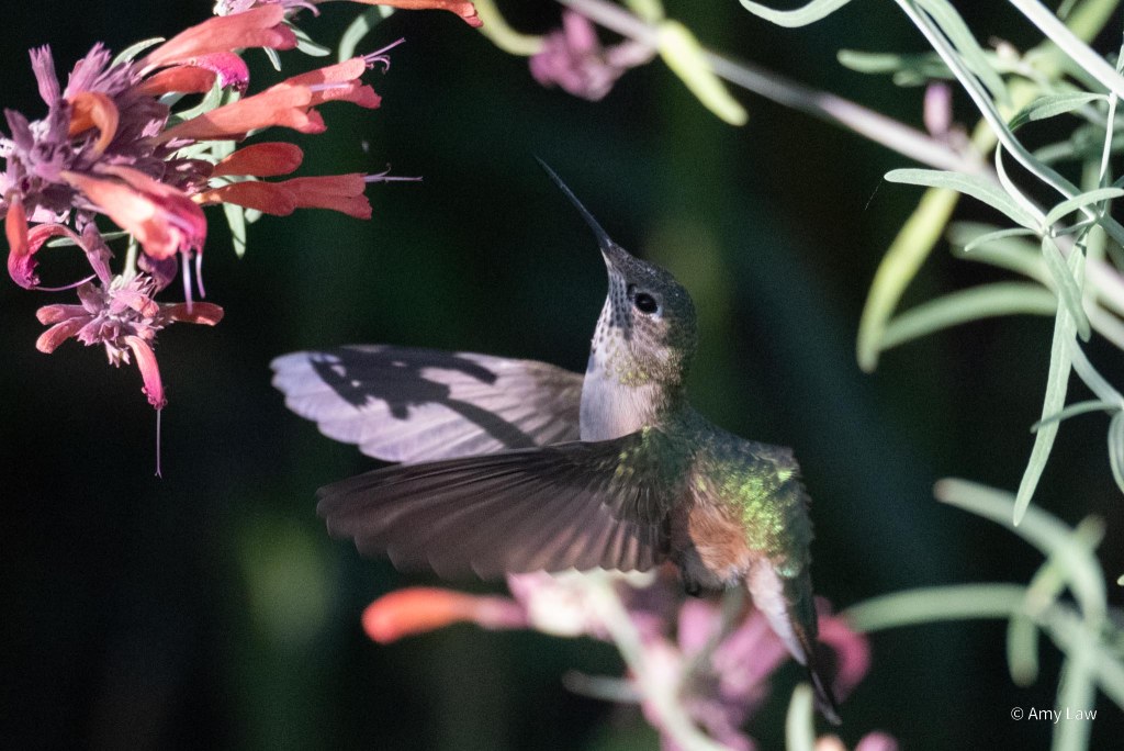 Iridescent green-backed humming bird with rust-red sides and green dotted gorget around it's throat is hovering below a bunch of red tubular flowers.  It's back is hunched as if coiling to surge forward.