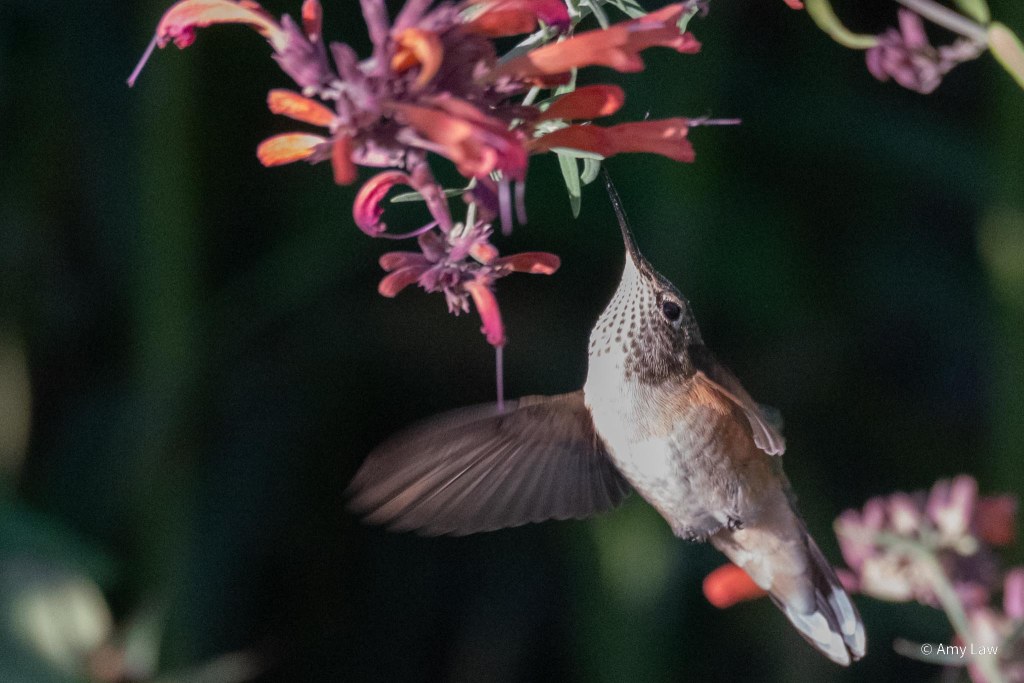 Iridescent green-backed humming bird with rust-red sides and green dotted gorget around it's throat is hovering below a bunch of red tubular flowers. 
